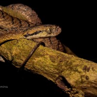 Boiga ceylonensis Gunther, 1858